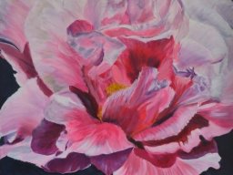 Pivoine rouge
